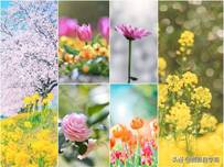 想把春天的花朵拍美，记一下这5个摄影技巧，一学就会